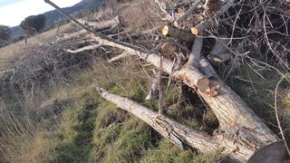 Leña de chopo gratis cerca de Piedrahita