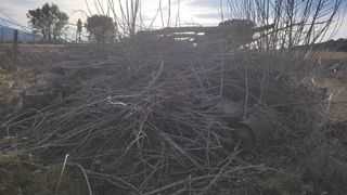 Leña de chopo gratis cerca de Piedrahita