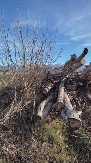 Leña de chopo gratis cerca de Piedrahita