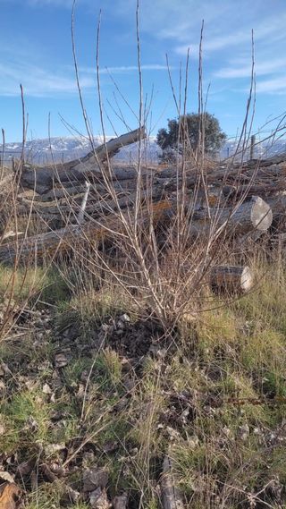 Leña de chopo gratis cerca de Piedrahita