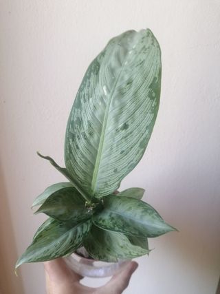 Kit Coltura Idroponica