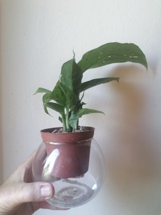 Kit Coltura Idroponica