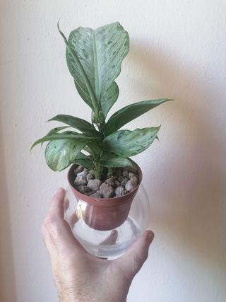 Kit Coltura Idroponica