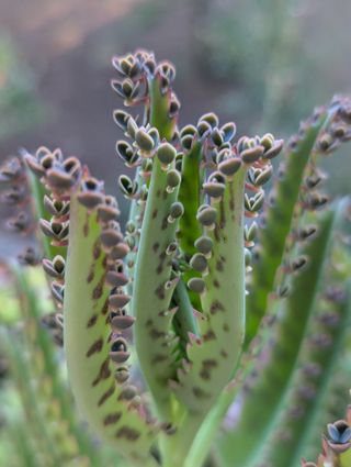 5 semi Kalanchoe daigremontiana - Pianta grassa
