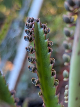 5 semi Kalanchoe daigremontiana - Pianta grassa