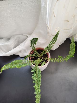 Felce di Boston baby