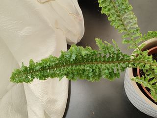 Felce di Boston baby