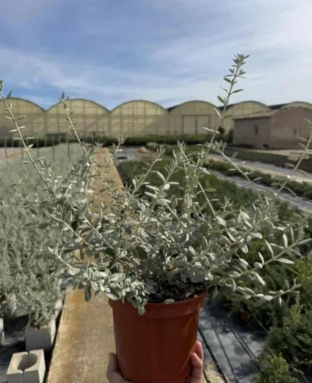 3 Plantas Teucrium Fruticans c-17