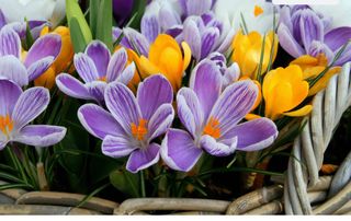 15 Bulbi Crocus a Fiore Grande Mix