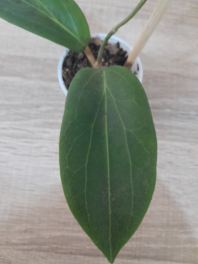 Hoya Soligamiana