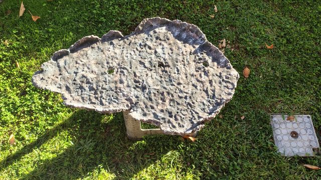 Lastra per boschetti bonsai