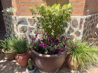 SERVICIOS DE JARDINERÍA 
