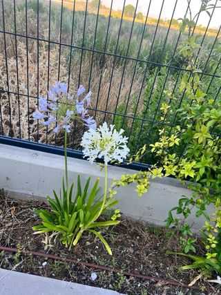 SERVICIOS DE JARDINERÍA 