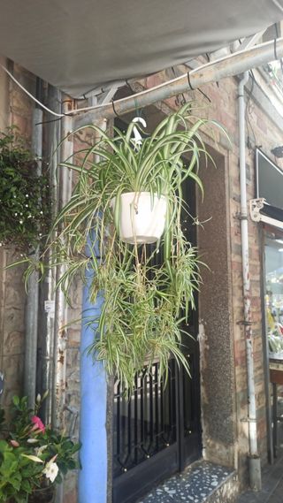 Planta de cintas colgante