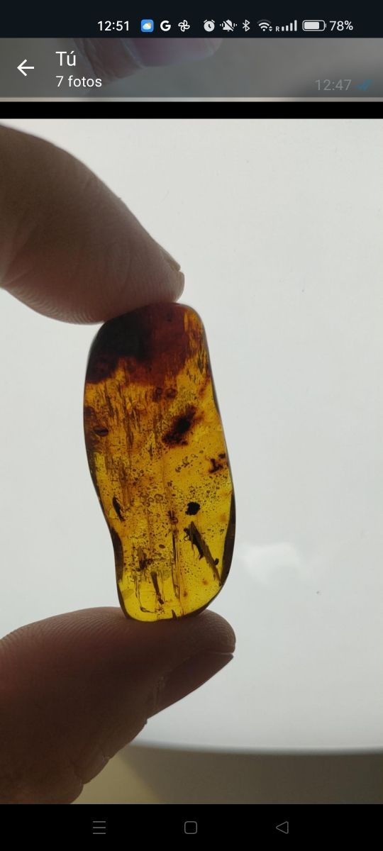 Ámbar con inclusión de insecto