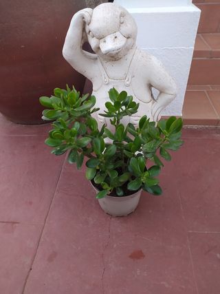 Árbol de Jade Planta