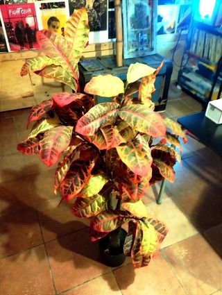 Planta artificial decorativa
