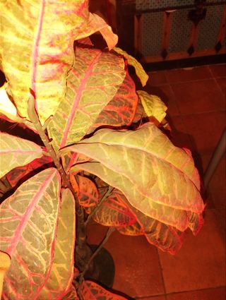 Planta artificial decorativa