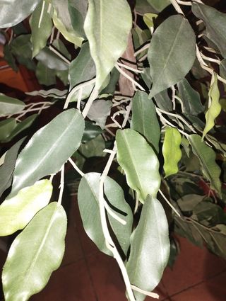 Planta artificial decoración 