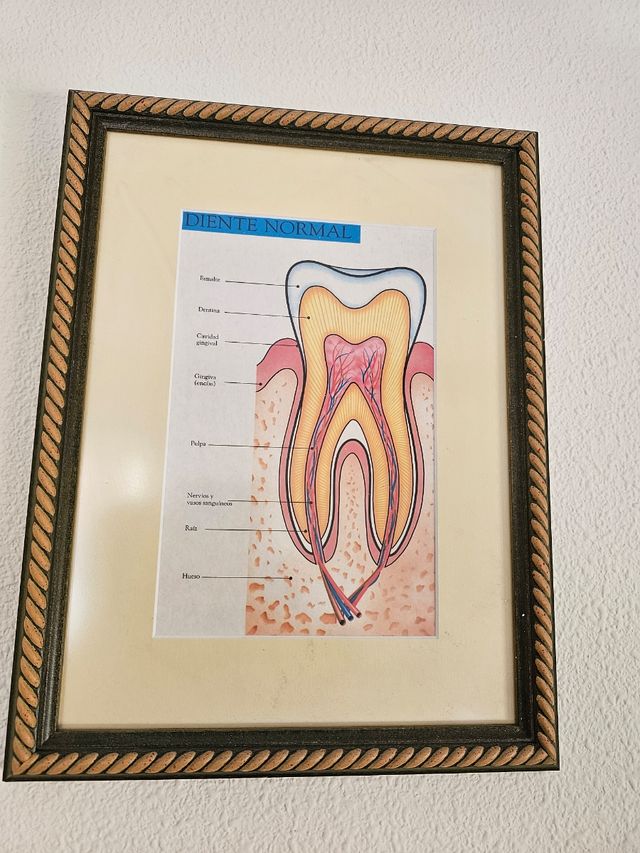 Cuadro educativo Los Dientes Fulfil