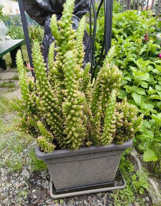 Pianta grassa grande in vaso