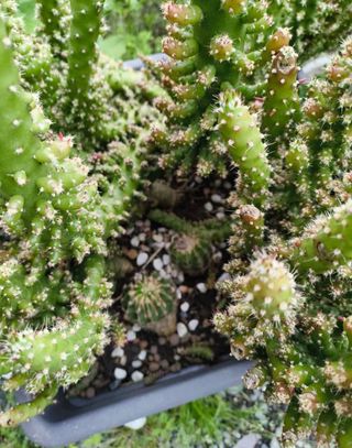 Pianta grassa grande in vaso