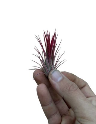 Planta Tillandsia Roja