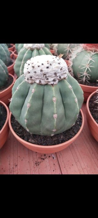 Melocactus cactus