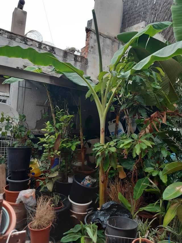 Platanera grande 2 metros