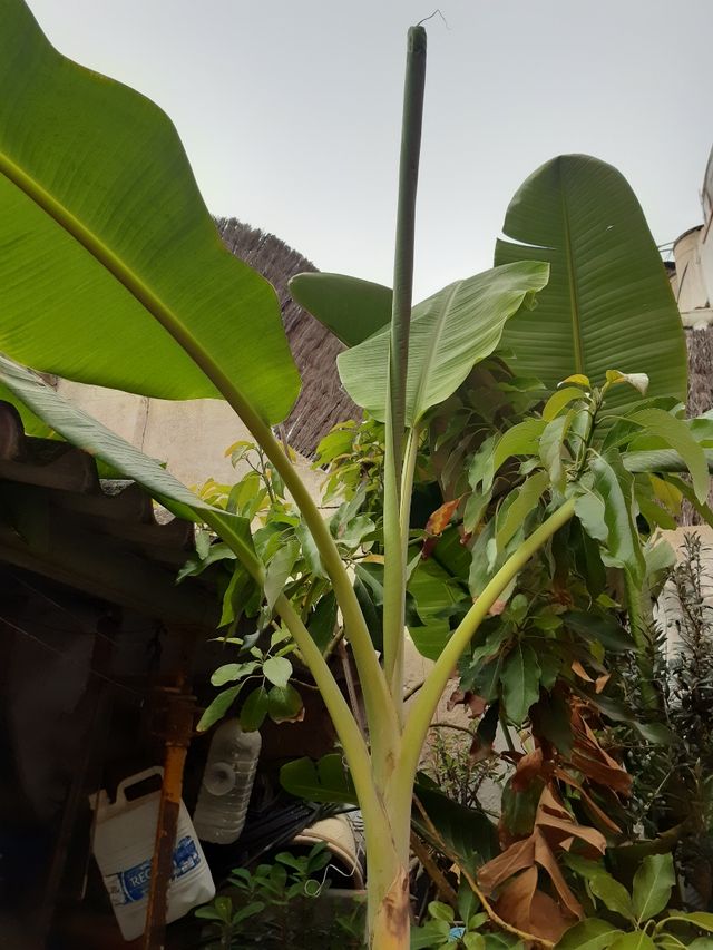 Platanera grande 2 metros