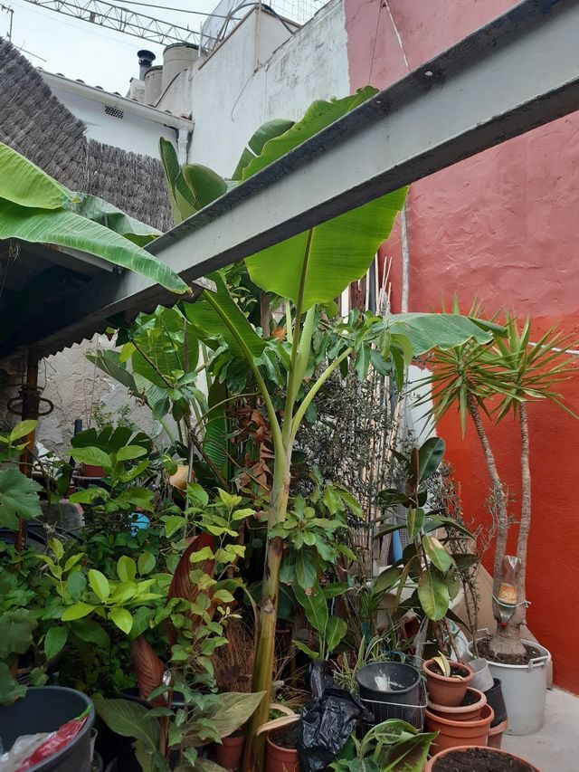 Platanera grande 2 metros