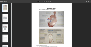 Apuntes GM TES Anatomía