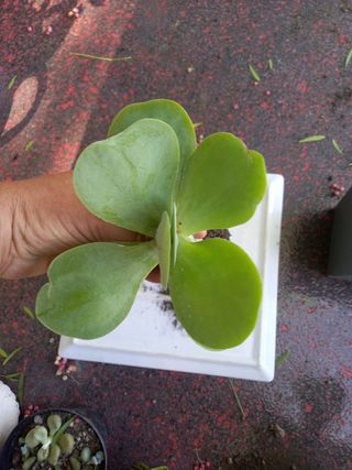 Kalanchoe thyrsiflora