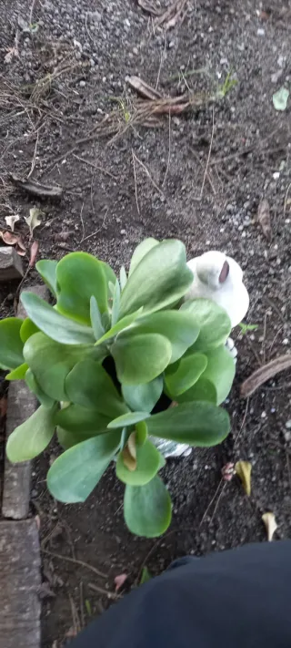 Kalanchoe thyrsiflora