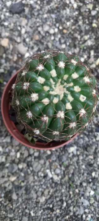 Cactus in vaso