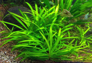 Helanthium quadricostatus – Plantas de acuario
