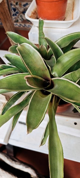 Bromelia Neoregelia Sheba