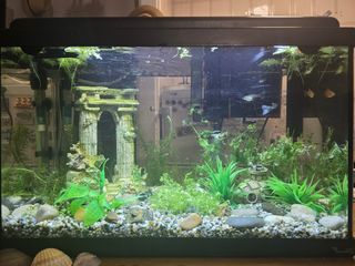 Acuario Pecera 30L en excelente estado