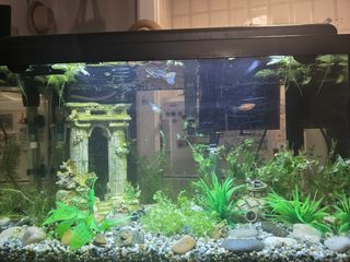 Acuario Pecera 30L en excelente estado