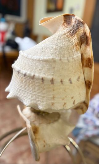 Lámpara de Concha Marina Grande