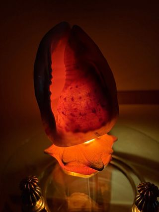 Lámpara de Concha Marina Grande