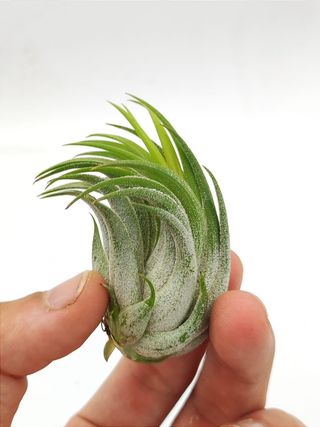 Tillandsia Scaposa, Clavel de Aire, planta de aire