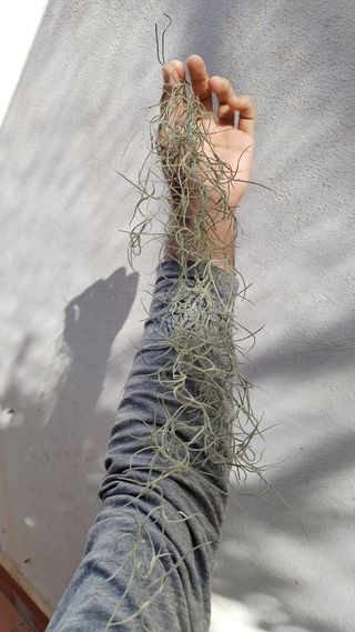 Tillandsia Usneoides - Planta de Aire