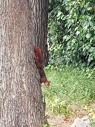 Chalet en alquiler en Centro Urbano en San Sebastián de los Reyes
