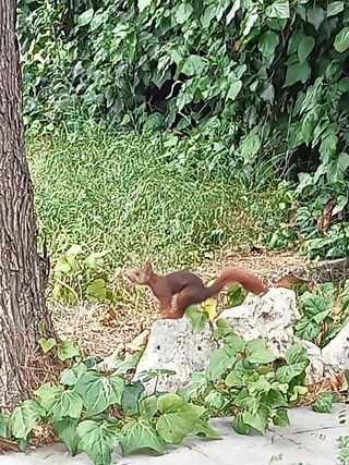 Chalet en alquiler en Centro Urbano en San Sebastián de los Reyes