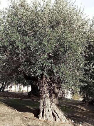 Chalet en alquiler en Centro Urbano en San Sebastián de los Reyes