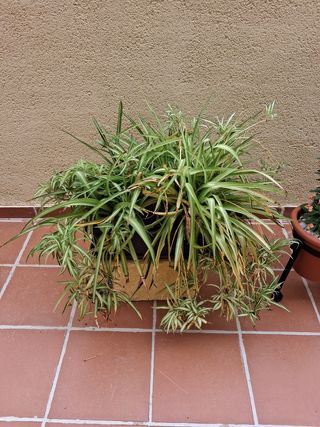 Maceta grande con planta araña