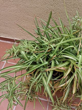 Maceta grande con planta araña