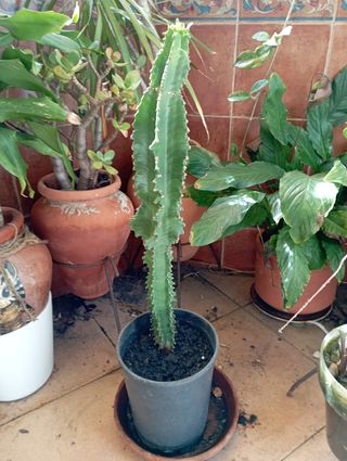 Cactus en maceta