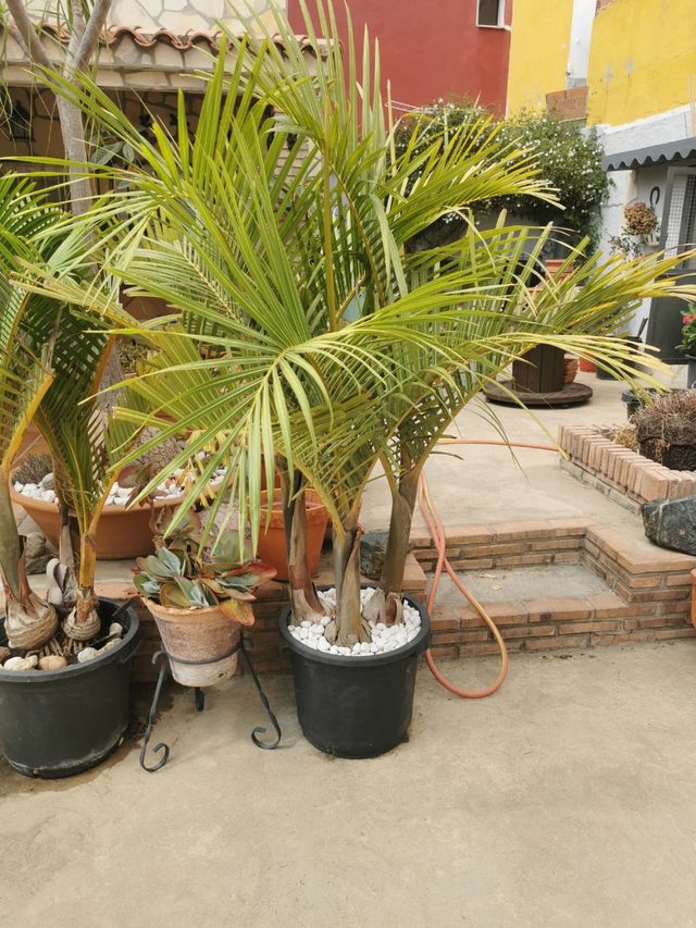 Palmera con tres tallos